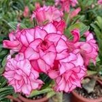 Descubre la Rosa del Desierto: Análisis y Comparación de los Mejores Cócteles que la Incorporan