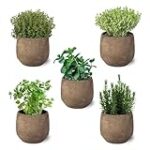 Explorando la Planta Vinotinto: El Secreto Detrás de los Cocktails Más Innovadores