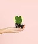 Descubriendo los Hoyales: Análisis y Comparativa de los Mejores Cocktails Inspirados en este Sabor Único