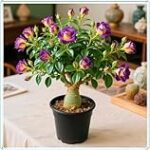 Explorando la 'Bodega del Desierto': Análisis y Comparación de Cocktails Inspirados en Sabores Ásperos y Terrosos